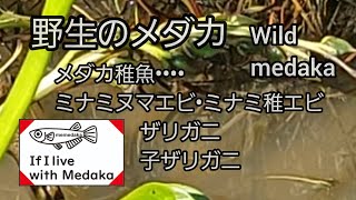 【メダカ】野生のメダカ✨️ワイルドメダカ😊原種メダカ✌️【めだかと暮せば】no.180 #メダカ #ザリガニ #ミナミヌマエビ