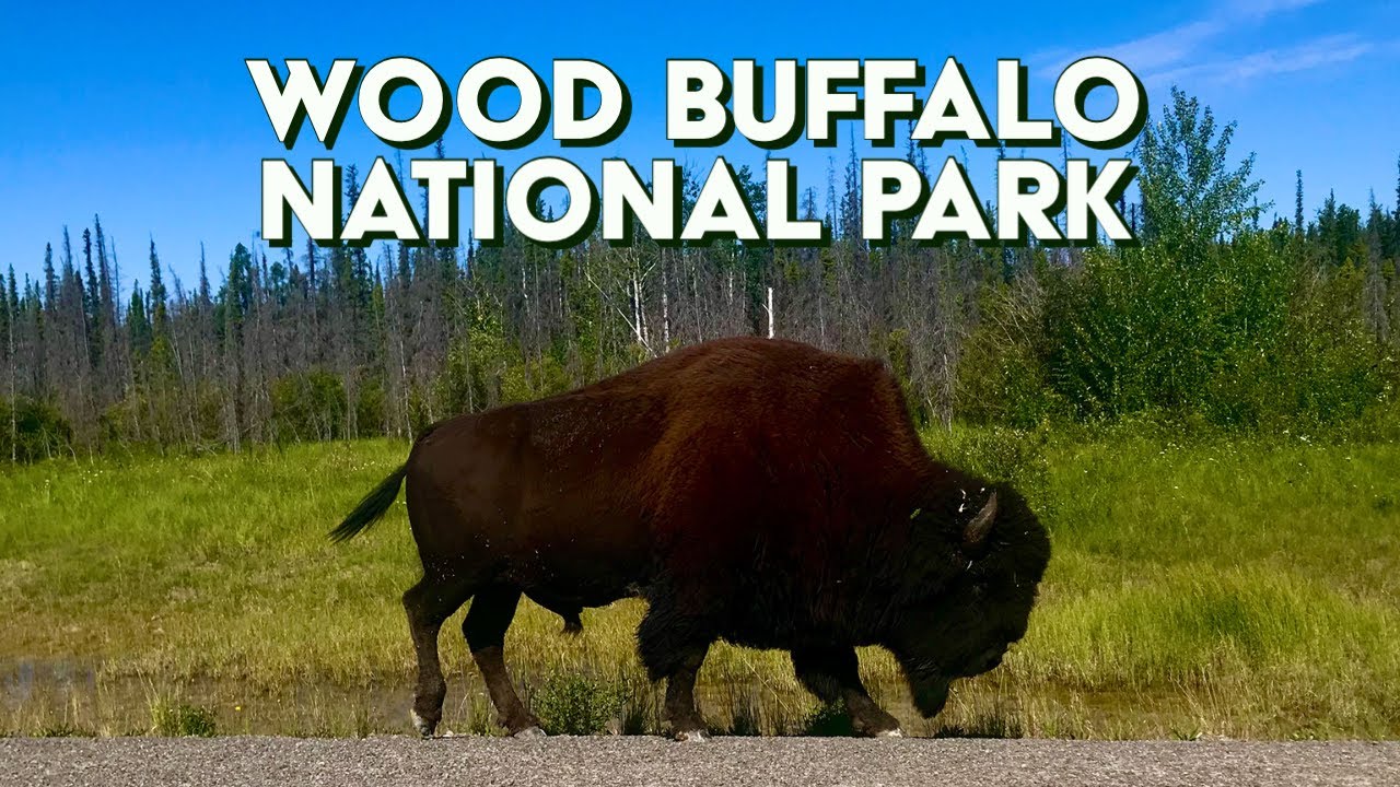 Wood Buffalo National Park - Northwest Territories & Alberta - YouTube