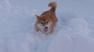 A cute Shiba Inu enjoying a snow-covered dog run