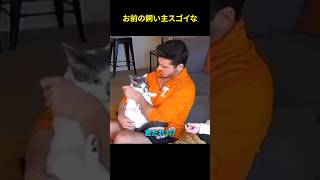 うちの猫が二匹に