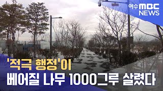 '적극 행정'이 베어질 나무 1000그루 살렸다 -R (230130월/뉴스투데이)