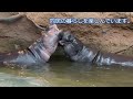 【神戸どうぶつ王国】コビトカバのタムとコウメのメリークリスマス　 kobe animal kingdom mini hippo tamtam and koume live together