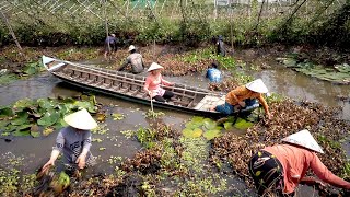 Quá Đông Người Dọn Sạch Ao Cá để Làm Gì Đây