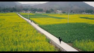 油菜花 cole flowers by dji mavic pro