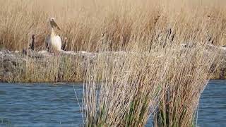 Cormorant ducks Curly Pelican from the Danube Delta #romania #danubedelta #danuberiver