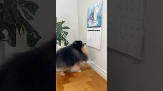 Dog surprises owner for her birthday 🥳 #pomeranian #dog