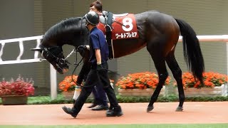 ワールドプレミア、神戸新聞杯のパドック。現地映像、阪神競馬場