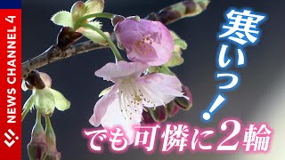 【目で、舌で】ブルッ！真冬並みの寒さ…でも春は間近＜NEWS CH.4＞