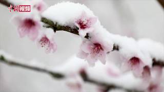 湖北神农架突降大雪 景区银装素裹如仙境