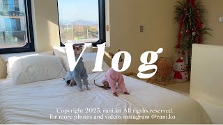 [VLOG] 이탈리안그레이하운드 | 강아지랑 강원도 여행 | 애견 풀빌라 펜션 | 강아지수영 | 일상브이로그