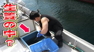 漁師の生け簀には何があるの？余った魚で絶品漁師めし！