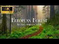 European Forest 4K - Nature Sounds and Relaxing Ambiences ASMR - White Noise