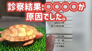 元気のないミシシッピアカミミガメを動物病院に連れて行った結果と診察料がこちら