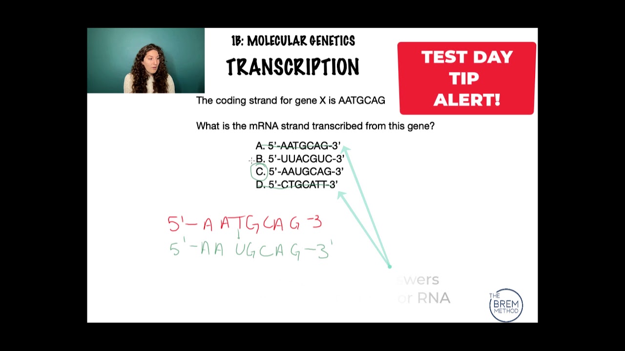 1B-1 DNA And RNA Sequencing In Transcription On The MCAT - Part 2 - YouTube