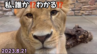 2023.8.21イオちゃん姉ララちゃんに会いに行って来ました#石川動物園#ララ