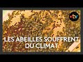 Dans ce rucher, les abeilles souffrent du climat