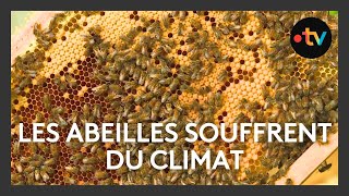 Dans ce rucher, les abeilles souffrent du climat