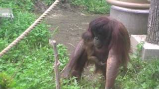 Orangutan Baby オランウータンの赤ちゃん