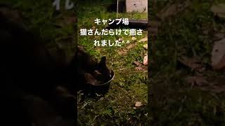 猫まみれのキャンプ　次回本動画で！　　猫に癒されまくりのキャンプでした！