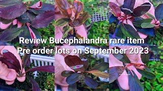 รีวิวบูเซป แรร์ไอเทม Review Bucephalandra rare item pre order on September 2023🌿🥰