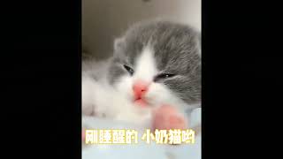 哇哦...刚睡醒的小奶猫哟 Wow...the little milk cat who just woke up