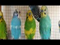 12 Hours of Happy Morning Budgie Sounds | Cheerful Parakeet Chirping for Relaxation & Positivity