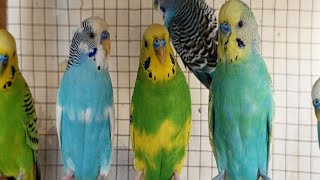 12 Hours of Happy Morning Budgie Sounds | Cheerful Parakeet Chirping for Relaxation & Positivity