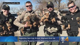 Deputies Rescue Puppies From 'Horrible Conditions' In Freezing Weather