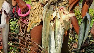 চলনবিলে পলো দিয়ে মাছ ধরার ধুম|Traditional Village Polo Fishing