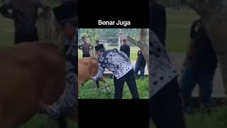 TUTORIAL CARA MENJATUHKAN SAPI KURBAN GAK PAKAI RIBET