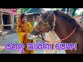 ଘରକୁ ଆସିଲା ଘୋଡା / Rupa Pin2 Khushi