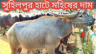 @বৃহস্পতিবার ২১/৪/ব্যাপারির থেকে জানুন কোন হাটে মহিষের দাম কম/সুহিলপুর হটে মহিষের  দাম জানুন/buffalo