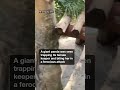 panda attacks zookeeper in front of terrified zoogoers