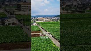 れんこん畑 #ドローン空撮 #ドローン #drone #岡山県 #倉敷市 #連島 #連島れんこん #はす #倉敷観光 #shorts #short