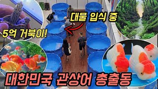 청계천 생물 거리를 통째로 옮겨왔네요 억소리 물고기들 23년 관상어 박람회에 다 모였습니다 [오브리더]