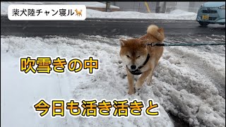 よ〜いスタートで降り出したかのような？吹雪きの散歩