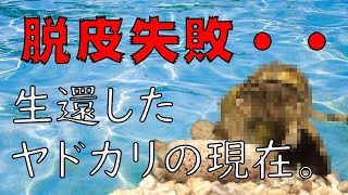 【ヤドカリ】脱皮失敗...ほとんどの脚を失ったヤドカリの現在【家庭アクアリウム】