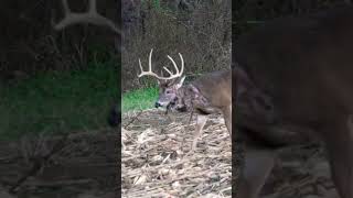 TOUGHEST Buck Ever, What Do You Think Caused This Injury #shorts #viral #DreamSeasonLive #hunting