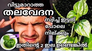 വിട്ടുമാറാത്ത തലവേദന സ്വിച്ച് ഇട്ടത് പോലെ നില്ക്കും ഇതിന്റെ 2 ഇല ഉണ്ടെങ്കിൽ|Home Remedy for headache