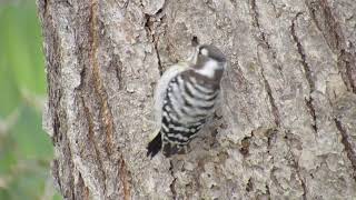 コゲラのモグモグ　北海道の野鳥動画　撮影：2020/01/18