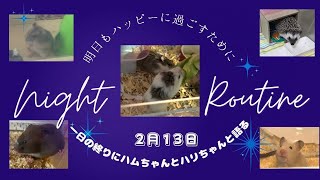 １日の終りにハムちゃんとハリちゃんと語る〜2024年2月13日