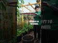 DIY recycled garden trellis! #shorts