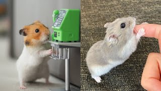 Funny and Cute Hamster Compilation 🔴 - Funniest Hamsters Of All Time 2020