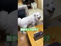 あんなにイチャコラしてたのに突然裏切ってくる超大型犬 shorts