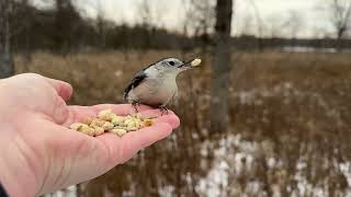 Hand-feeding Birds in Slow Mo - Black-capped Chickadees, White-breasted Nuthatches, Tufted Titmouse