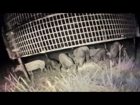 Big Pig Trap Catches Wild Hogs Youtube