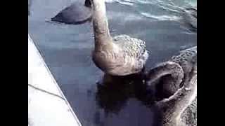 20140111-2千波湖のハクチョウ白鳥スワンSWANS