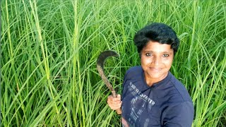 എന്റെ വൈകുന്നേരങ്ങൾ | life in my village