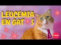 Descubre qué es la LEUCEMIA FELINA: causas, síntomas y tratamiento