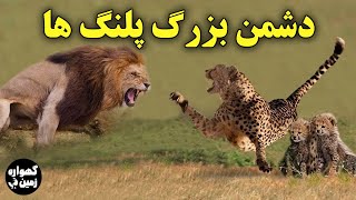 چرا شیر ها دشمن پلنگ ها و یوزپلنگ ها هستند؟ نبرد شیر و پلنگ